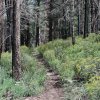 Kendrick Mountain (via the Kendrick trail)