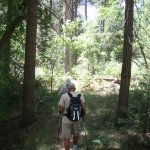 Pine Canyon