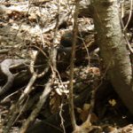 Icehouse Canyon Trail #198