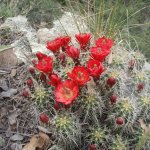 Icehouse Canyon Trail #198