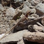 Quartz Peak