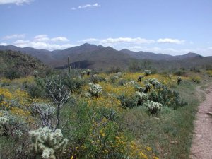 Elephant Mountain (Spur Cross)