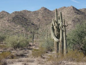 San Tan Regional Park trails San Tan Regional Park trails