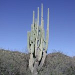 Dripping Springs