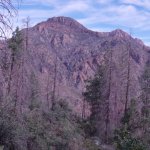 Cornucopia- Thicket Spring Loop