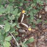 Cornucopia- Thicket Spring Loop
