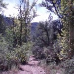 Cornucopia- Thicket Spring Loop