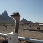 Picacho Peak Picacho Peak