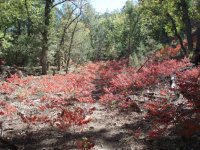 Pine Mountain