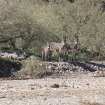 Garfias Wash Garfias Wash
