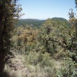 Gaddes Spring Trail #110 Gaddes Spring Trail #110