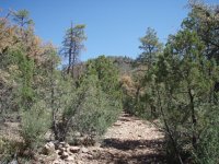 Gaddes Spring Trail #110
