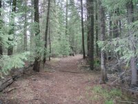 West Fork Black River Trail