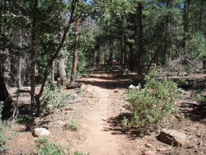 Drew Trail #291