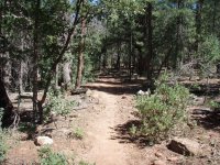 Drew Trail #291