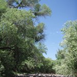 Red Creek Red Creek
