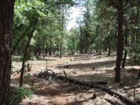 Blue Ridge Trail #107A