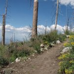 Mount Lemmon Trail