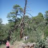 Timber Mesa Trail #636 Timber Mesa Trail #636