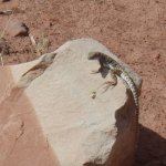 Paria River Canyon (White House to Lees Ferry) Paria River Canyon (White House to Lees Ferry)