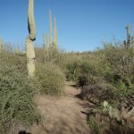 Metate-Spur Cross Loop (Spur Cross)