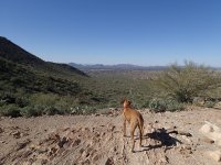 Lost Dog Wash Trail