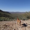 Lost Dog Wash Trail