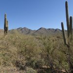 Lost Dog Wash Trail