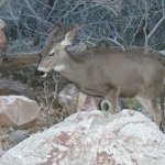 Bright Angel Trail (Grand Canyon)