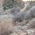 Bright Angel Trail (Grand Canyon)