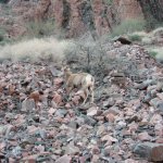 Bright Angel Trail (Grand Canyon)