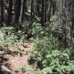 A.B. YOUNG TRAIL #100 A.B. YOUNG TRAIL #100