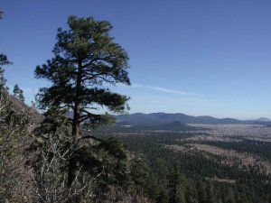 Elden Lookout Elden Lookout