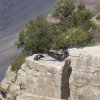California Condors along the South Rim of the Grand Canyon