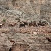 Mules on the South Kaibab trail