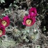 Blooming cactus along the Elephant mountain loop trail (Spur Cross)