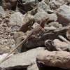 Collard lizard on the Quartz peak trail