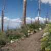 Mount Lemmon trail