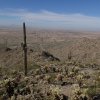 Saguaro on the bolt trail
