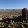 Barrel cactus along the Apache wash loop hike (Phoenix sonoran preserve)