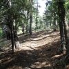 Aspen loop trail trail
