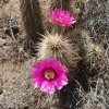 Flowering cactus on the Go John trail