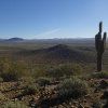 Lone Saguaro along the Apache wash loop hike (Phoenix sonoran preserve)