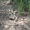 Snake on the Feldmeier trail