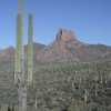 Saguaros in the Superstition wilderness