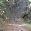 Six wild turkeys along the Bog Springs trail
