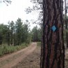 Blue diamonds mark the Willow springs lake bike trail