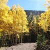 Fall colors along the Abeneau trail