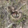 Rattlesnake along the Elephant mountain loop trail (Spur Cross)