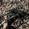 Tarantula on the trail to Granite Mountain